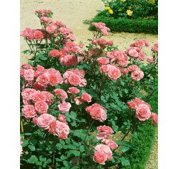 Rosa ´Tom-Tom´ / Růže mnohokvětá, keř, BK