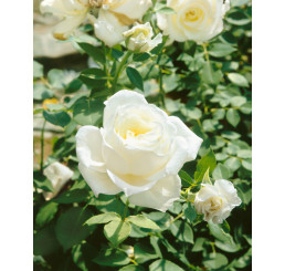 Rosa ´Virgo´ / Růže čajohybrid, stromek, BK