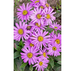 Aster amellus 'Rosa Erfullung´ / Astra navršená, K9
