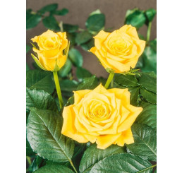 Rosa ´Golden Perfume´ / Růže čajohybrid, keř, BK