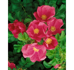 Rosa rugosa / Růže svraskalá, bal. 10 ks VK, 30-50 cm, na živý plot