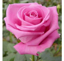 Rosa ´Aquatica´ / Růže čajohybrid, keř, BK