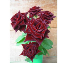 Rosa ´Black Matisse´ / Růže čajohybrid, keř, BK