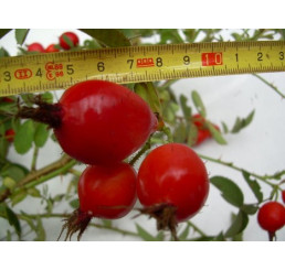 Rosa pomifera syn. villosa ´Karpatia´ / Růže dužnoplodá, 30-40 cm, K9