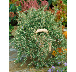 Rosmarinus off. ´Riviera Compact´/ Rozmarýna převislá, 15-20 cm, K7