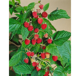 Rubus idaeus ´Williamette´ / Maliník červený, K11
