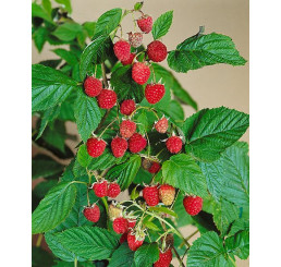 Rubus idaeus ´Williamette´ / Maliník červený, K11