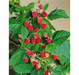 Rubus idaeus ´Williamette´ / Maliník červený, 60/80, K12