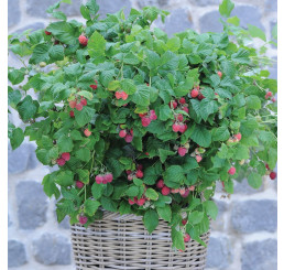 Rubus idaeus 'BonBonBerry ® Yummy' / Malina červená, K9