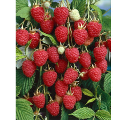 Rubus idaeus ´Autumn Bliss´ / Maliník červený, K9