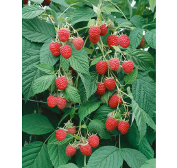 Rubus idaeus 'Clarita' / Malina červená, K9