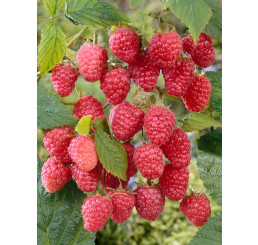 Rubus idaeus ´Delniwa´  / Maliník červený, 80-100 cm, K9, upravené řezem