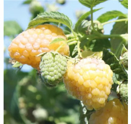 Rubus idaeus Summer Lovers® Garden Golden´ / Maliník žlutý, K9