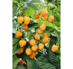 Rubus idaeus ´Golden Everest´ / Malina žlutá, 60/80, K12