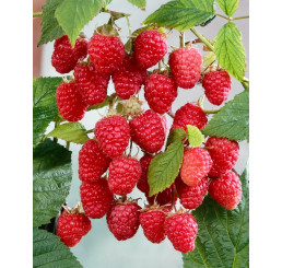 Rubus idaeus ´Himbo Top´  / Maliník červený, 60/80, K12