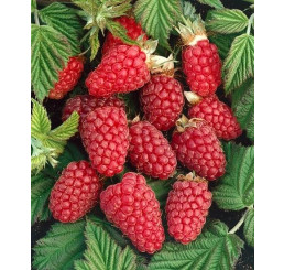 Rubus idaeus ´Polana´ / Maliník červený, K11