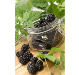 Rubus fruticosus Arapaho´® / Beztrnná ostružina, K12
