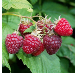 Rubus idaeus ´Summer Lovers® Early´  / Maliník červený, K9