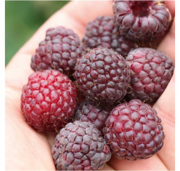 Rubus idaeus ´Summer Lovers® Garden Purple´ / Maliník červený, K9