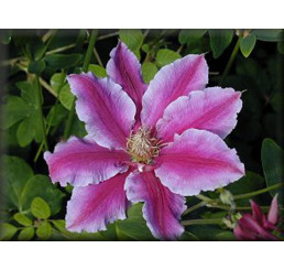 Clematis ´Dr. Ruppel´ / Plamének, vyv. 40 cm, C2