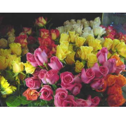Rosa mix / Kolekce ušlechtilých růží, bal. 3 keříků, 3xBK