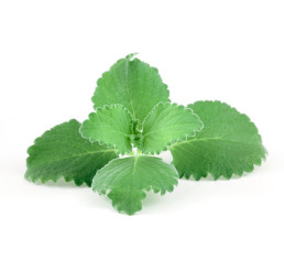 Plectranthus amboinicus ´Malibu®´ / Rýmovník, K9