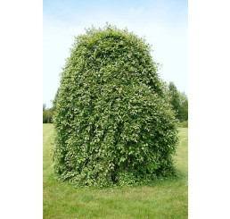 Salix caprea ´Kilmarnock´ / Vrba jíva, 150 cm kmínek, C10