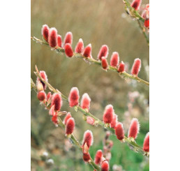 Salix gracilistyla ´Mount Aso´ / Vrba růžová, 80-100 cm, kěr, C3