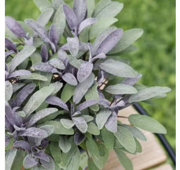 Salvia officinalis Mandala® ´Purpur´/ Šalvěj lékařska, K9