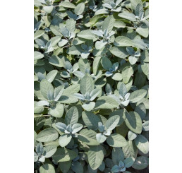 Salvia officinalis ´Culinaria´ / Šalvěj, 15-20 cm, K9