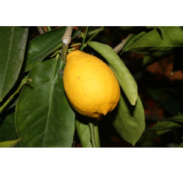 Citrus limon ´Santa Catarina´ / Citroník, 25-40 cm, C2