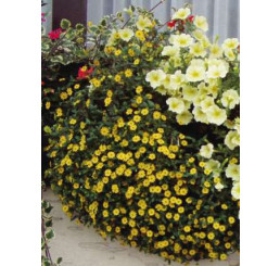 Sanvitalia proc. PW® Superbini / Sanvitálie poléhavá / Vitálka, bal. 6 ks sadbovačů