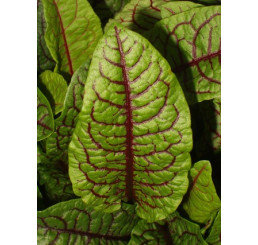 Rumex sanguineus BIO / Šťovík červenolistý, K12