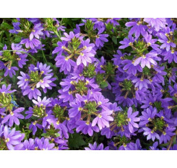 Scaevola Ventia Blue / Vějířovka, bal. 6 ks, 6xK7