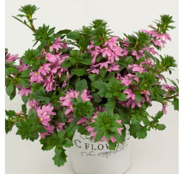 Scaevola ´Ventia Rose´ / Vějířovka, bal. 6 ks sadbovačů