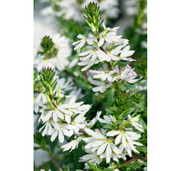 Scaevola aemula Ventia White / Vějířovka, bal. 3 ks, 3x K7