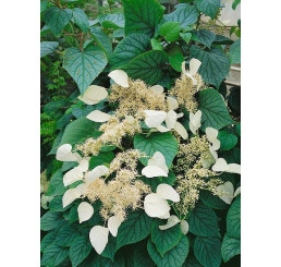 Schizophragma hydrangeoides ´Moonlight´ / Popínavá hortenzie , 40-50-cm, C2