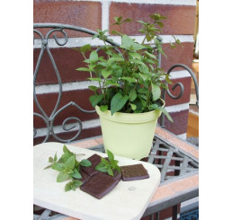 Mentha x piperita Chocolate BIO / Čokoládová máta, K12
