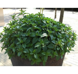 Mentha x piperita Chocolate / Čokoládová máta, K12