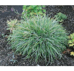 Sesleria caerulea / Pěchava vápnomilná, K9