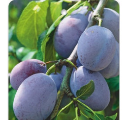 Prunus domestica ´Amers´ / Slivoň, myr.