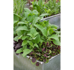 Smallanthus sonchifolius´Inka´, Yakon / Jakon, K12