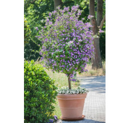Solanum rantonnetii / Hořcový stromek, K9