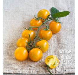 Rajče Solena® Yellow F1, přirozeně rezistentní, roubovaná rostlina, K12