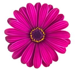Osteospermum ´Soleo Purple´ / Osteospermum, bal. 6 ks, 6x K7