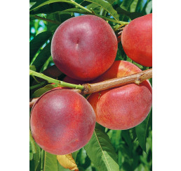 Prunus persica ´Stark Red Gold´/ Nektarinka, GF677