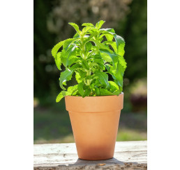 Stevia rebaudiana ´Sweety´ / Stévie cukrová, K9