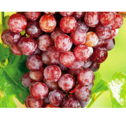 Vitis vinifera ´Sultánia červená´/ Hrozny / Réva vinná , C1