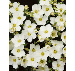 Arenaria montana ´Summer Lemon´ / Písečnice horská, K9