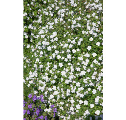 Sutera Bacopa ´Scopia®Double Snowball´ / Bakopa bílá, bal. 3 ks, 3x K7